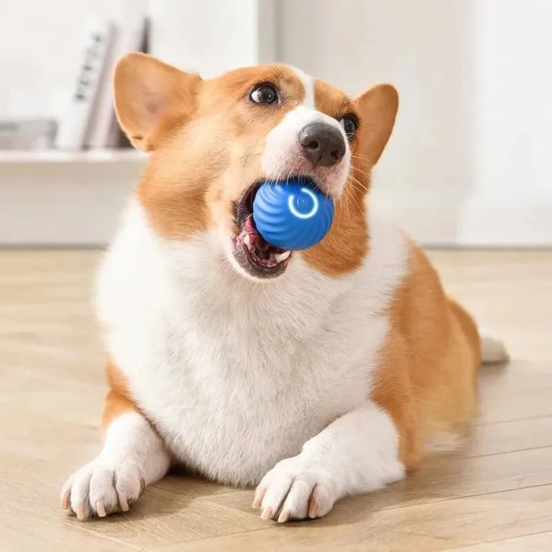 Dog Toy Ball Electronic; Interactive